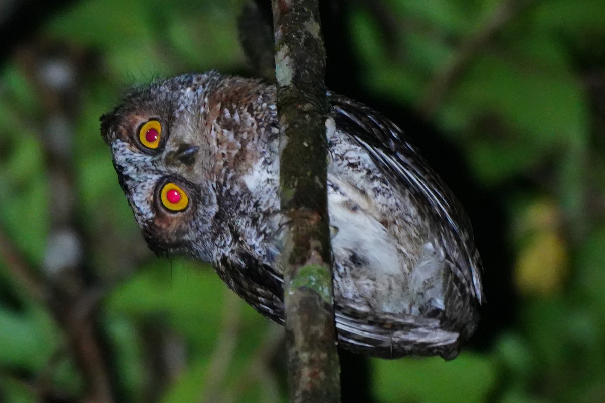 Luzon Scops-Owl - ML630840714