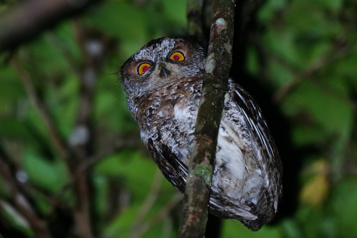 Luzon Scops-Owl - ML630840715