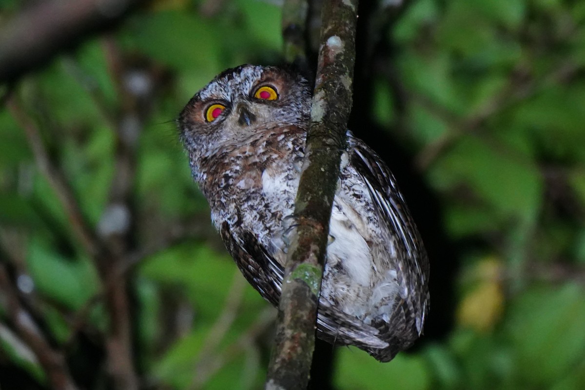 Luzon Scops-Owl - ML630840716