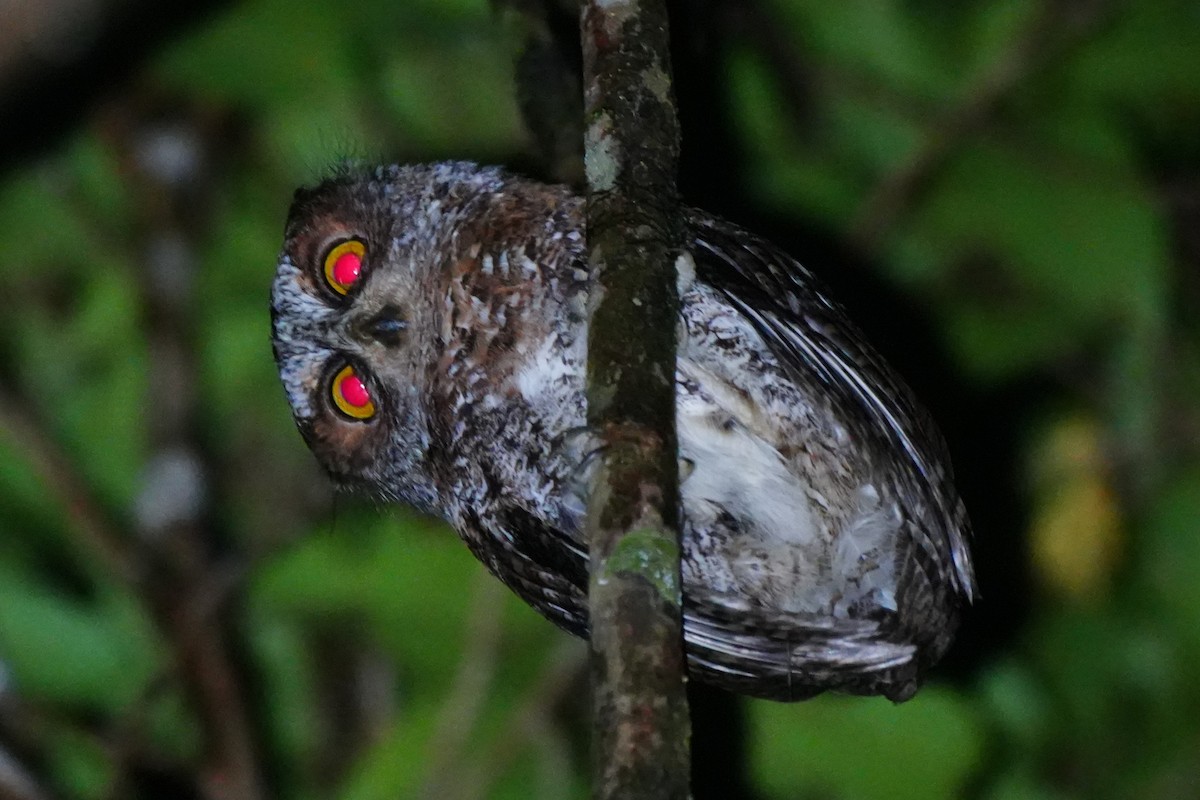 Luzon Scops-Owl - ML630840717