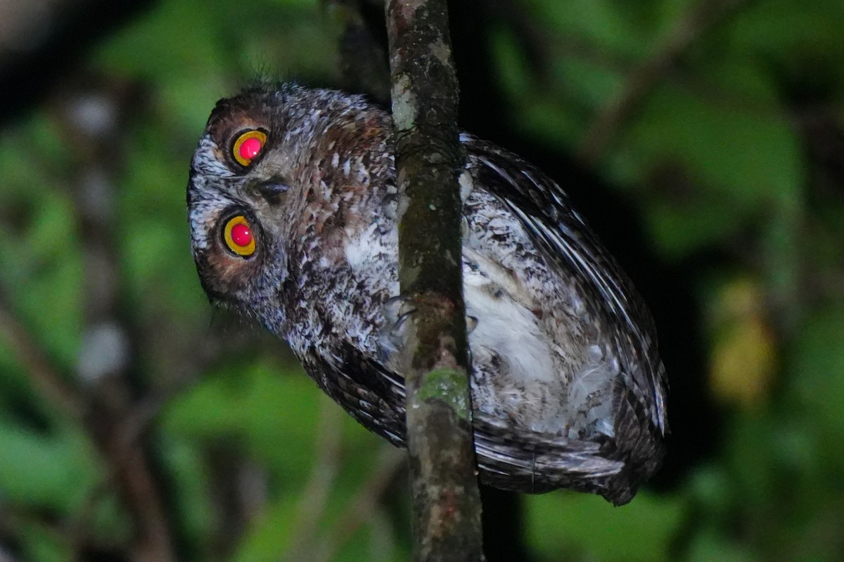 Luzon Scops-Owl - ML630840718