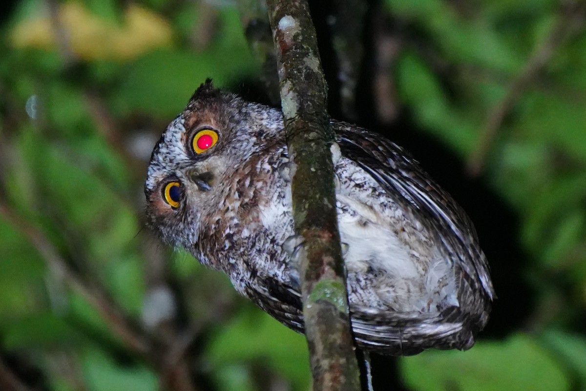 Luzon Scops-Owl - ML630840719