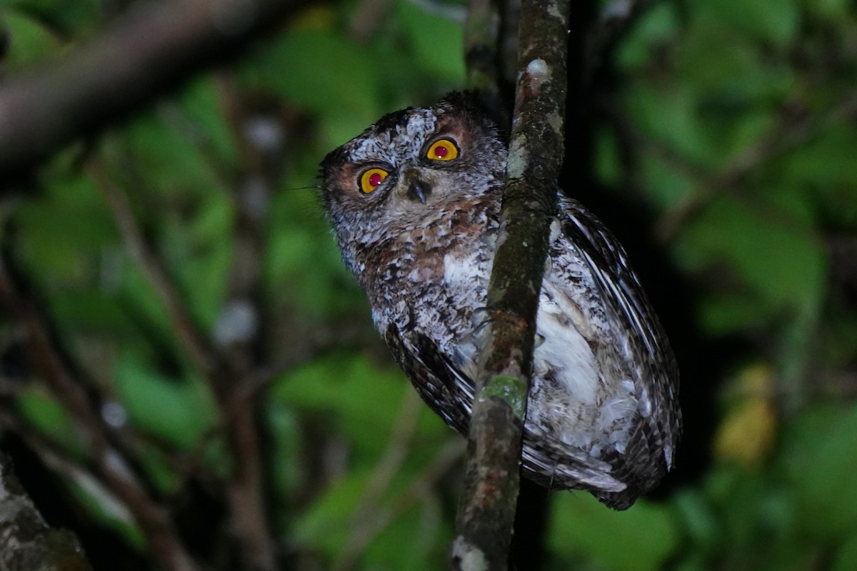 Luzon Scops-Owl - ML630840720