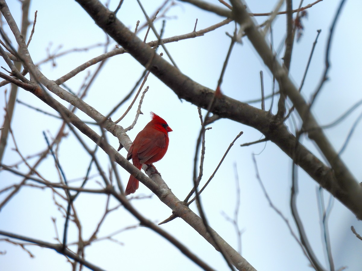 Northern Cardinal - ML630840726