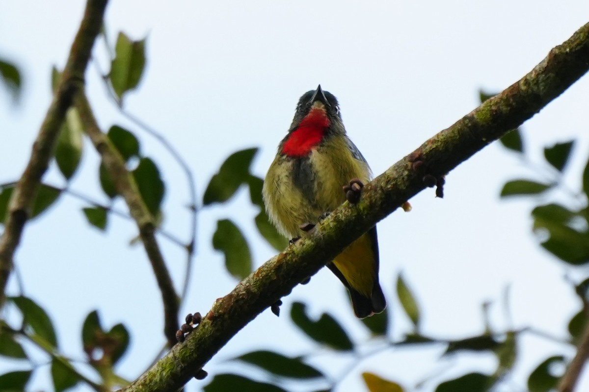 Fire-throated Flowerpecker - ML630840809