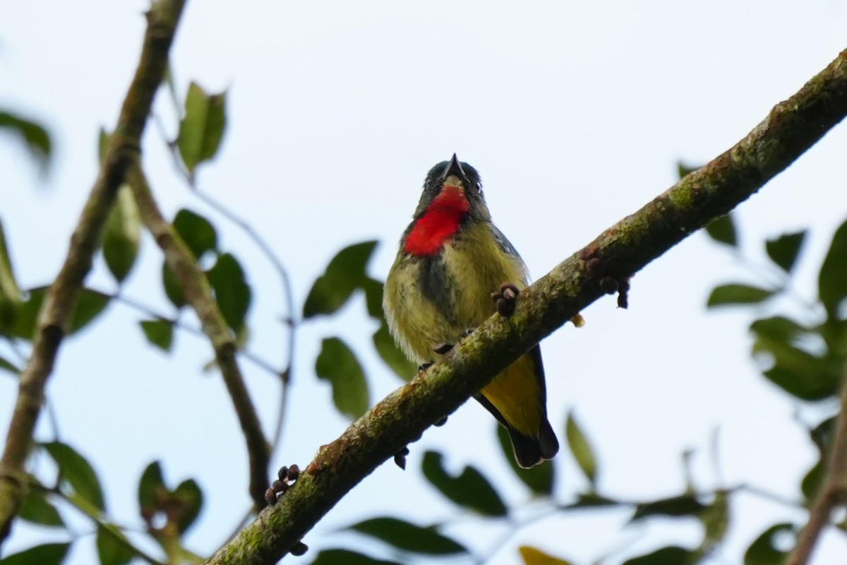 Fire-throated Flowerpecker - ML630840810