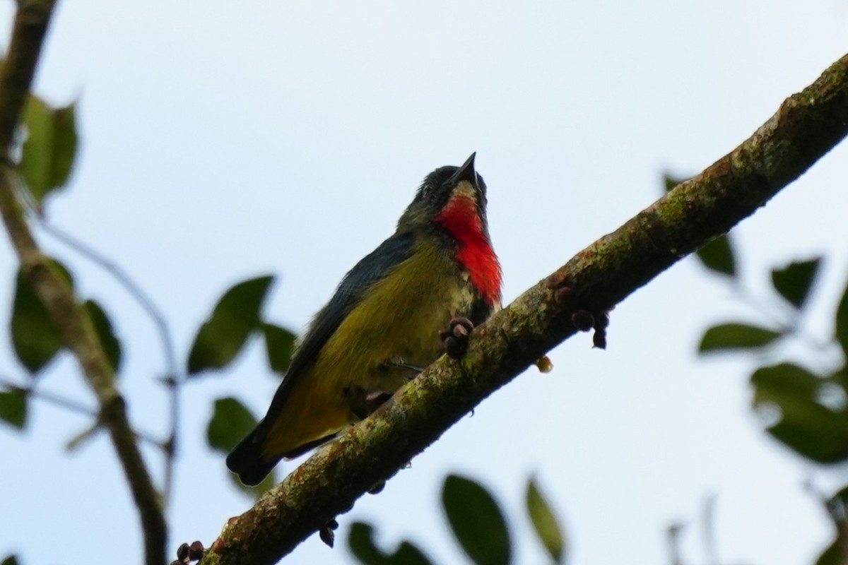 Fire-throated Flowerpecker - ML630840811