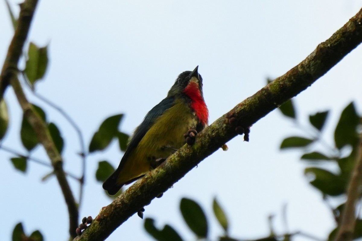 Fire-throated Flowerpecker - ML630840812