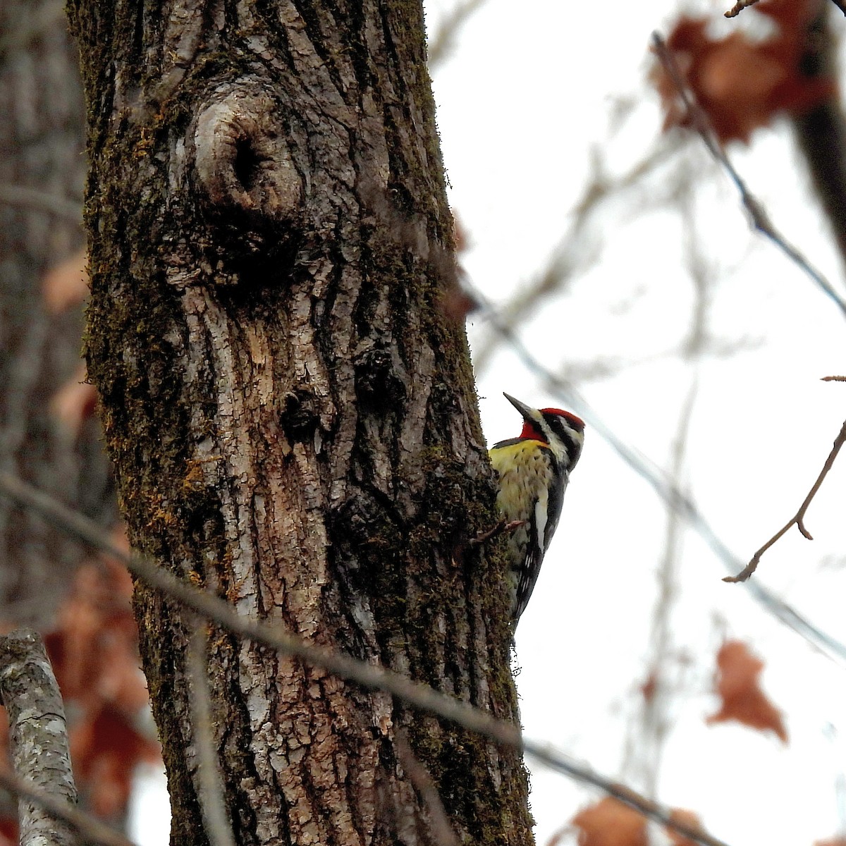 Yellow-bellied Sapsucker - ML630840888