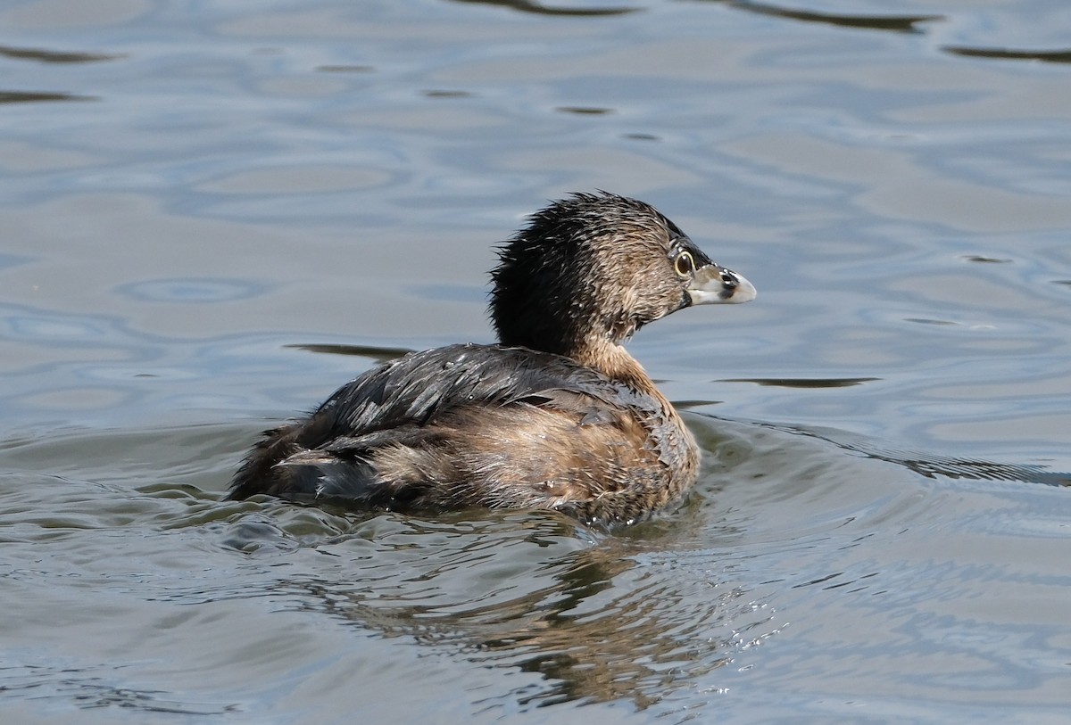 Pied-billed Grebe - ML630841043