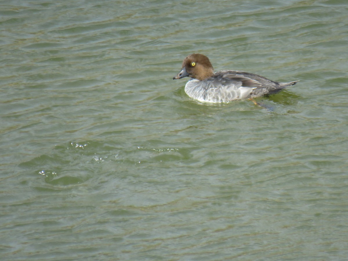 Common Goldeneye - ML630841061