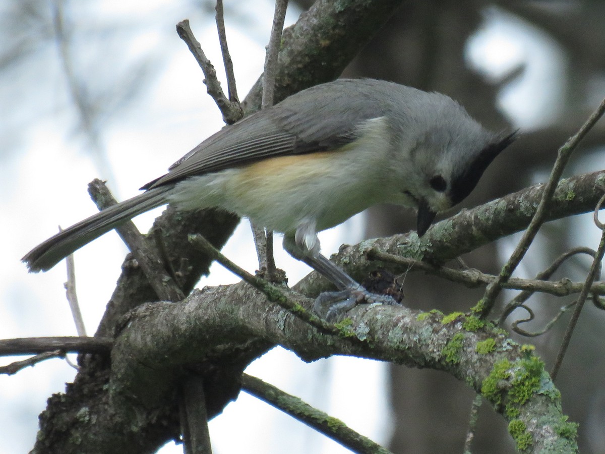 Black-crested Titmouse - ML630841071