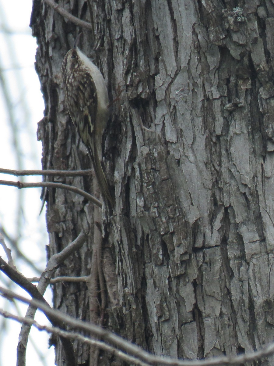 Brown Creeper - ML630841088