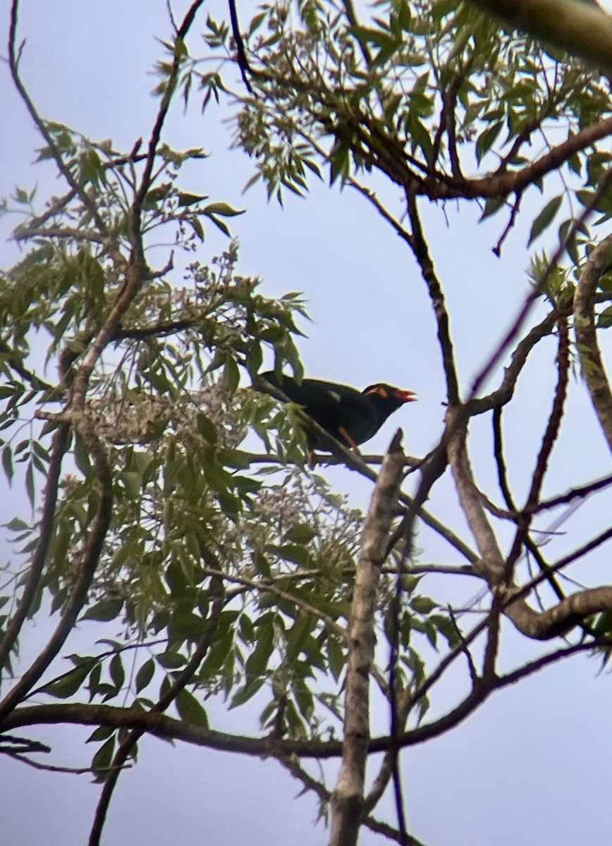Common Hill Myna (Common) - ML630841109