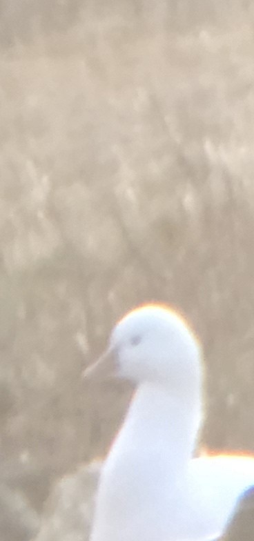 Ross's Goose - ML630841136