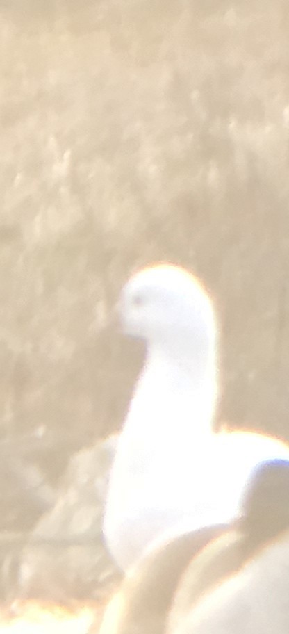 Ross's Goose - ML630841137