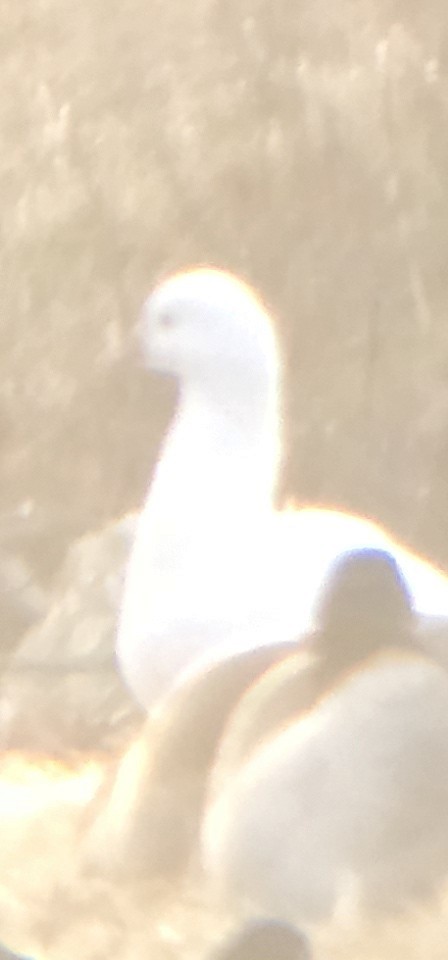 Ross's Goose - ML630841139