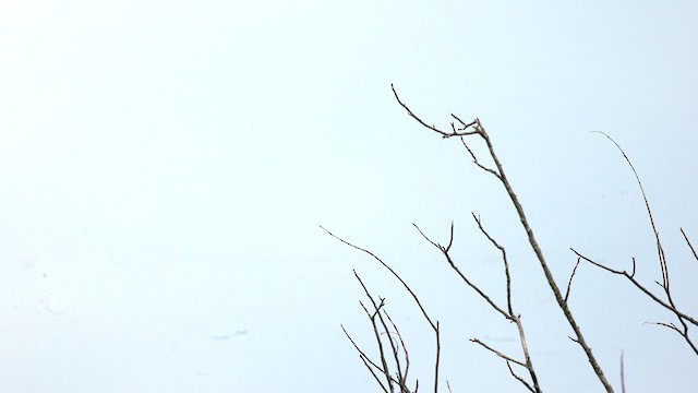 Variegated Flycatcher - ML630841235