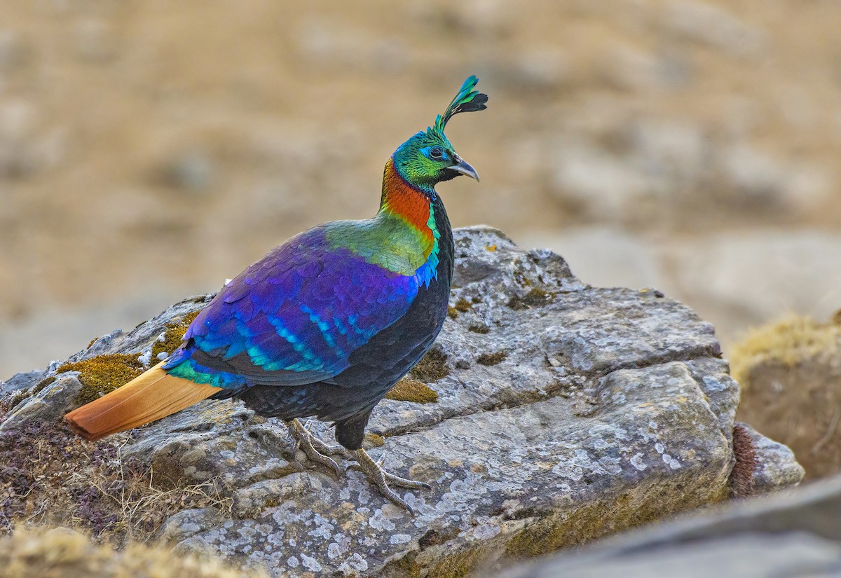 Himalayan Monal - ML630841263