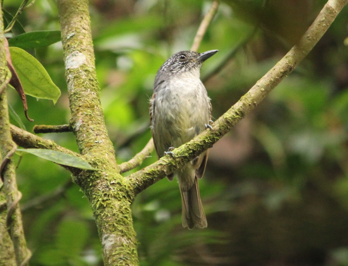 Rufous-backed Antvireo - ML630841392
