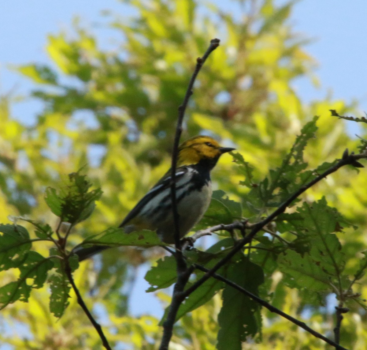 Black-throated Green Warbler - ML630841554