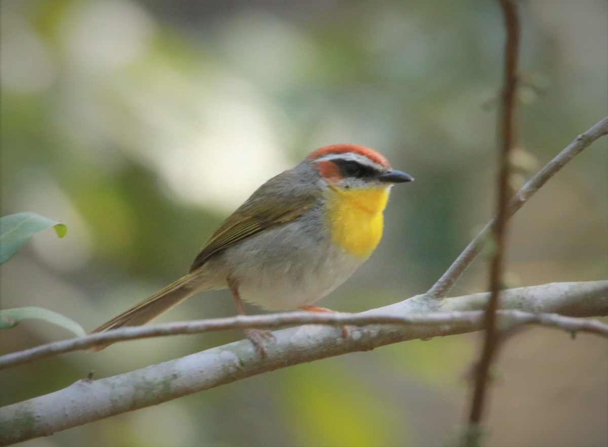 Rufous-capped Warbler - ML630841574