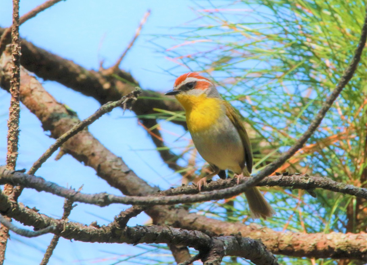 Rufous-capped Warbler - ML630841587