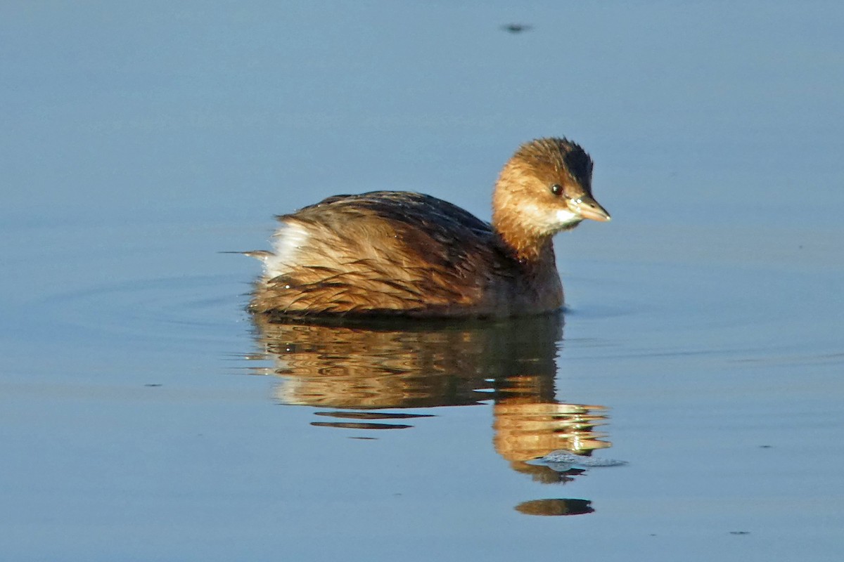 Little Grebe - ML630841596