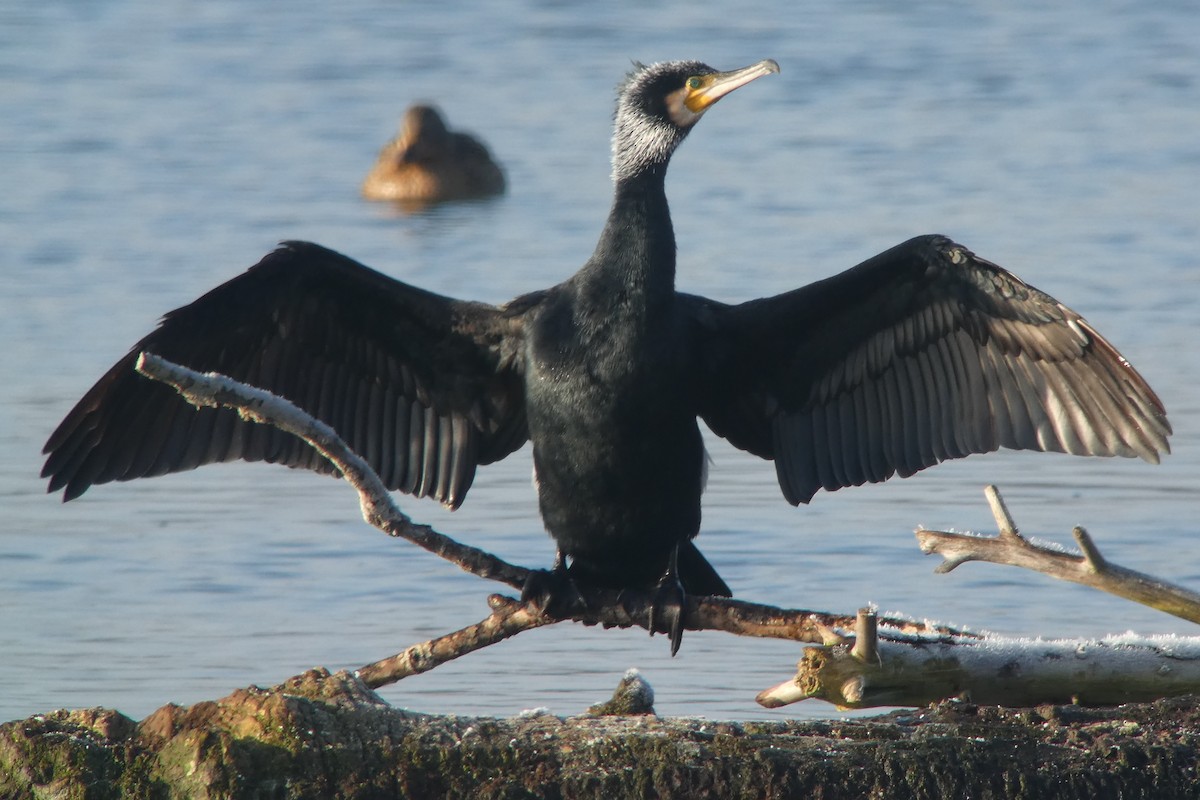 Great Cormorant - ML630841643