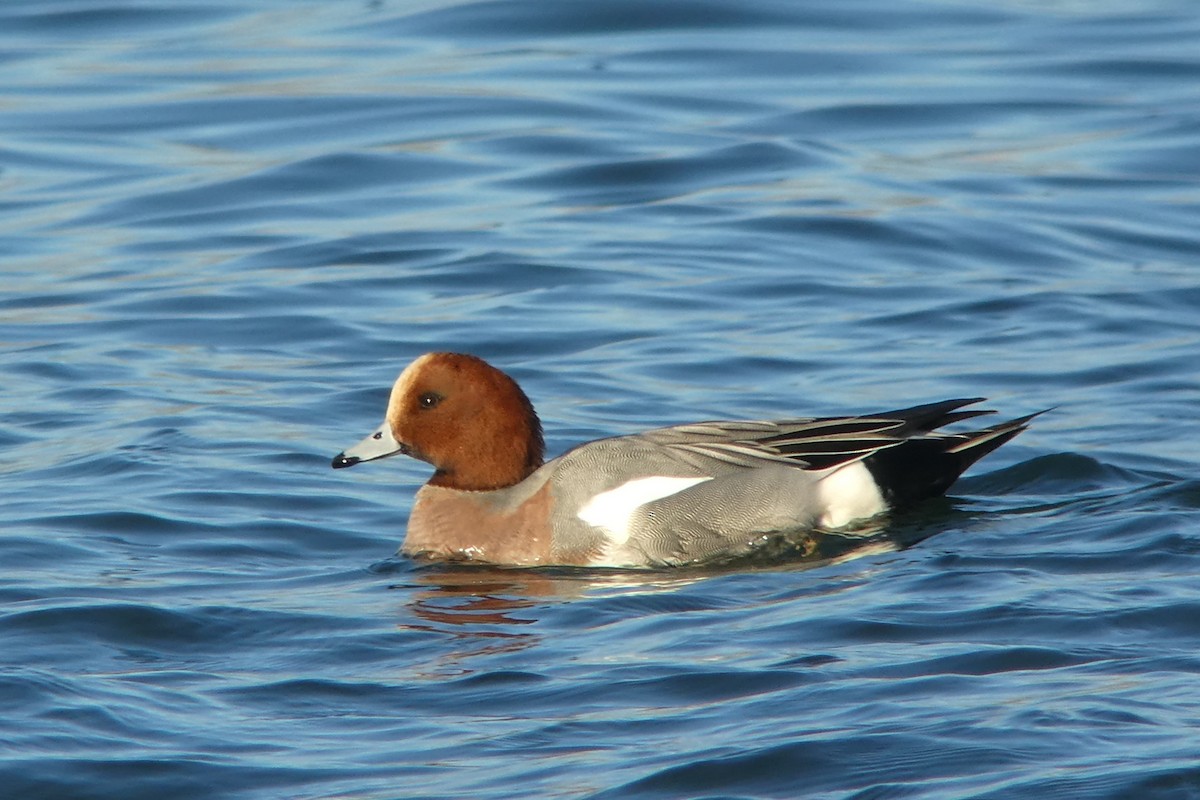 Eurasian Wigeon - ML630841769
