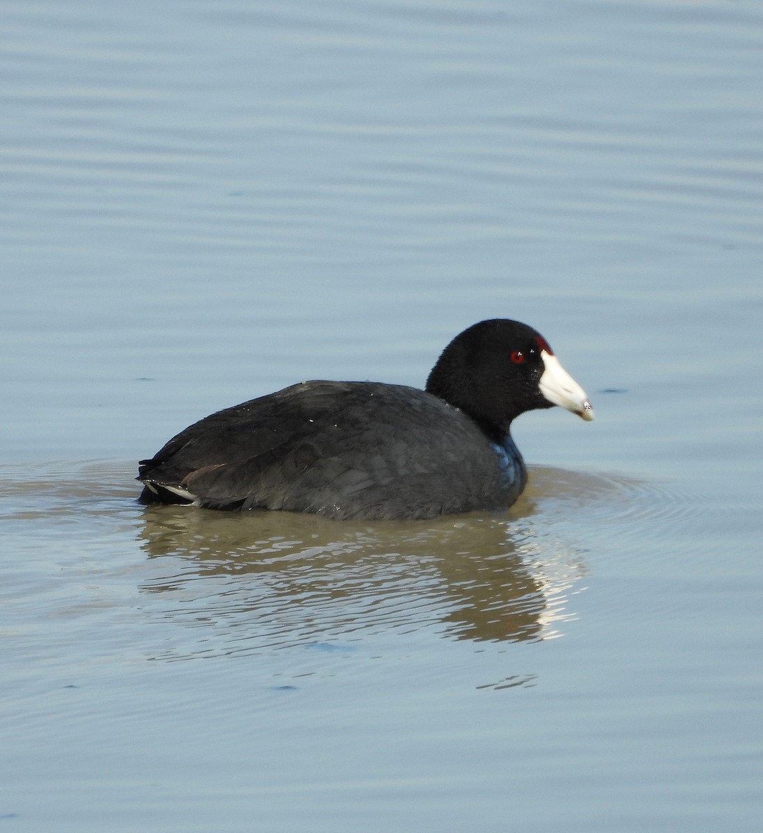 American Coot - ML630841944