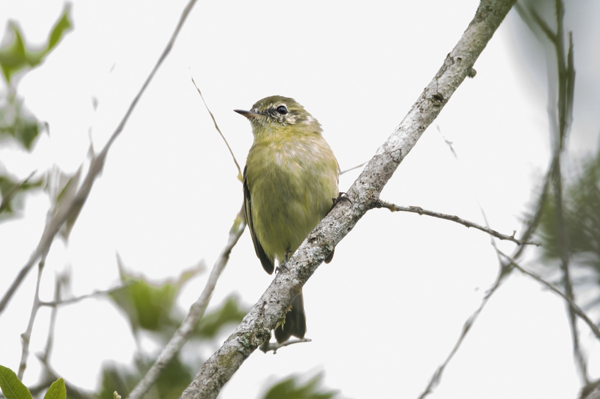 Restinga Tyrannulet - ML630842037