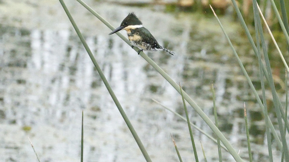 Green Kingfisher - ML630842441