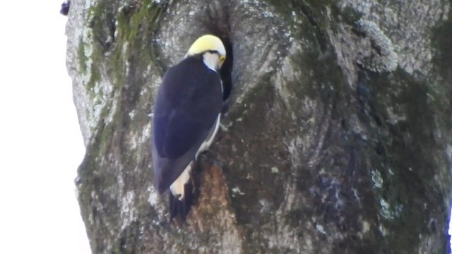 White Woodpecker - ML630842457