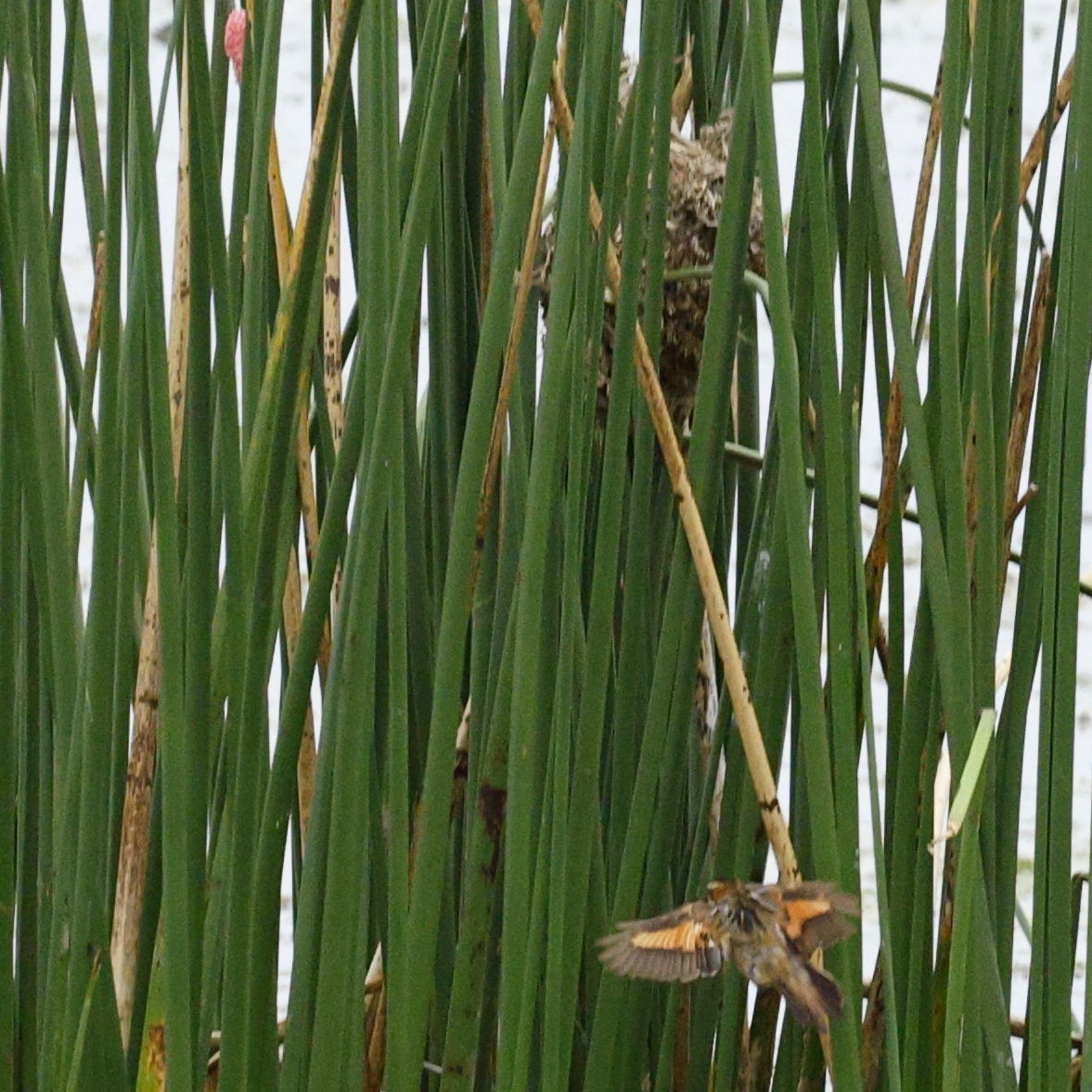 Wren-like Rushbird - ML630842533