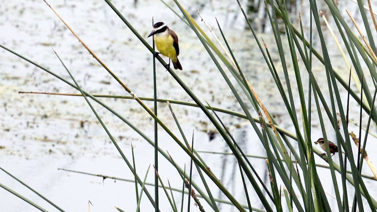 Great Kiskadee - ML630842570