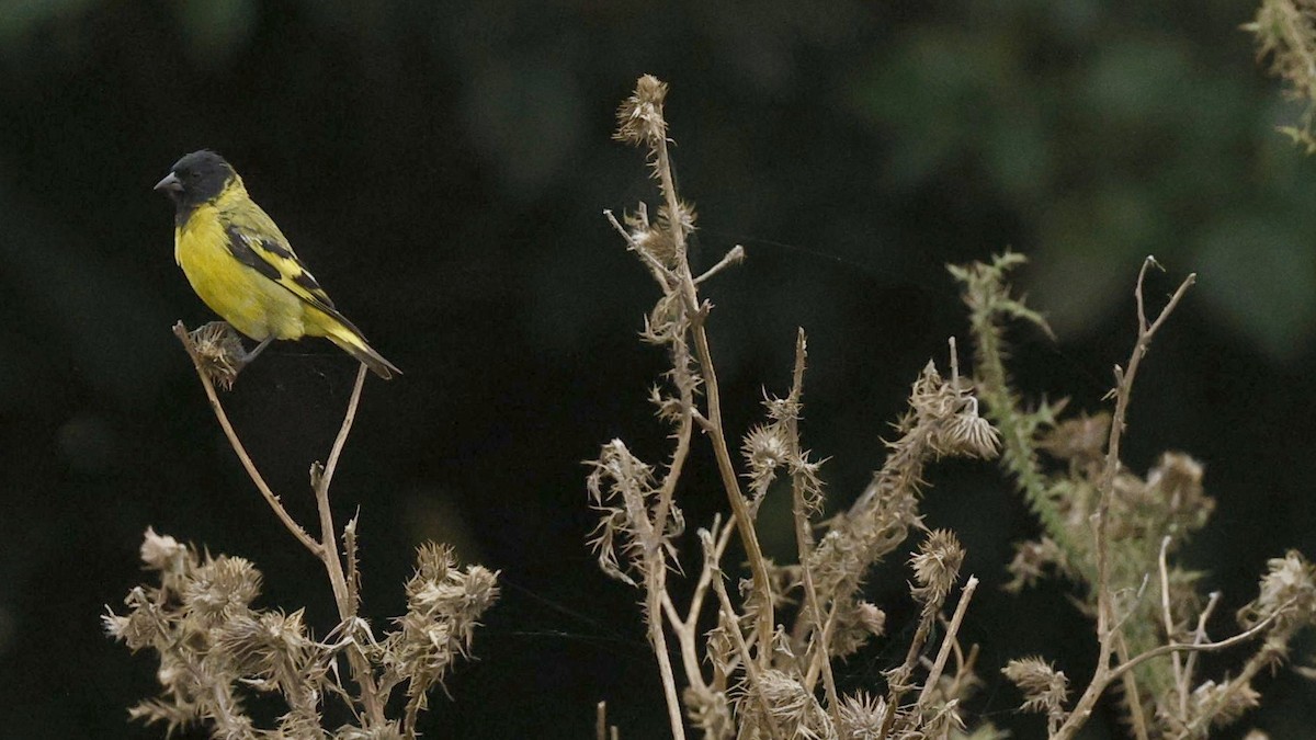 Hooded Siskin - ML630842862