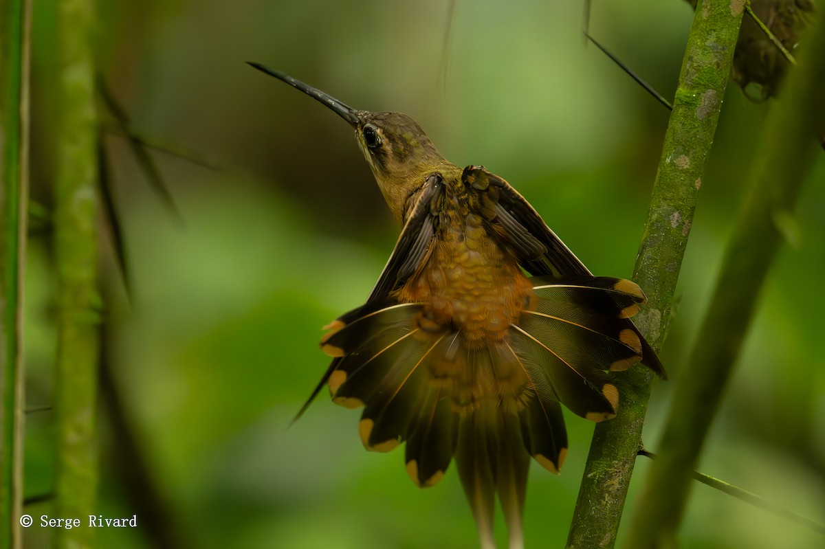 Koepcke's Hermit - ML630842876