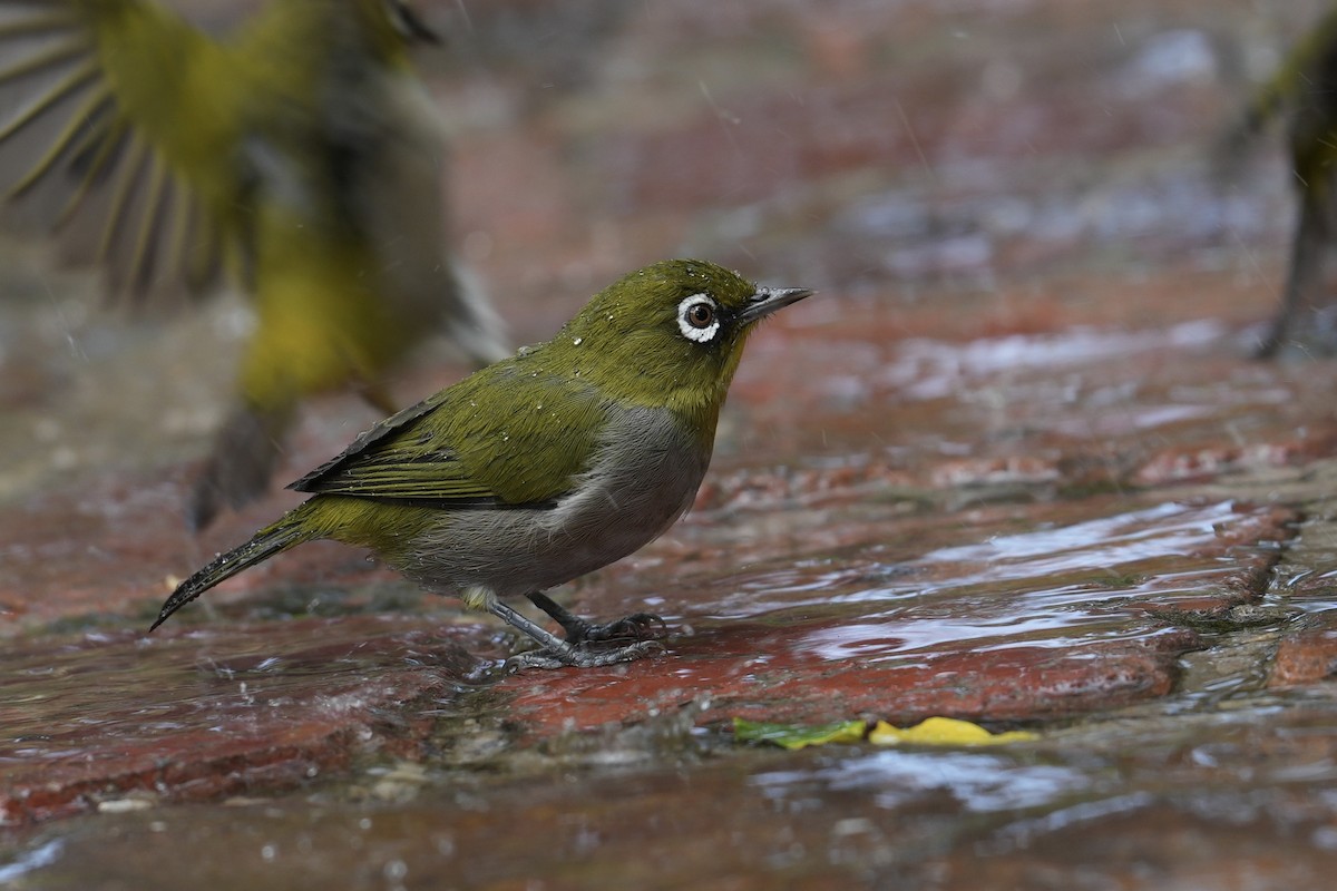 Cape White-eye (Cape) - Daniel Winzeler