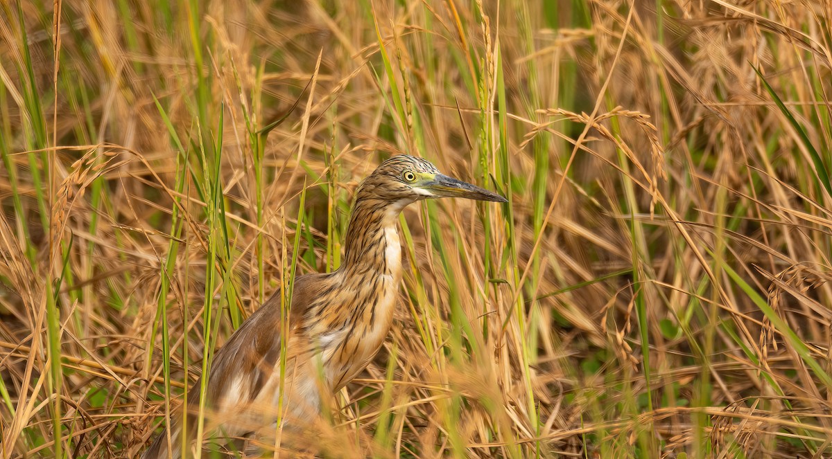 Squacco Heron - ML630842946