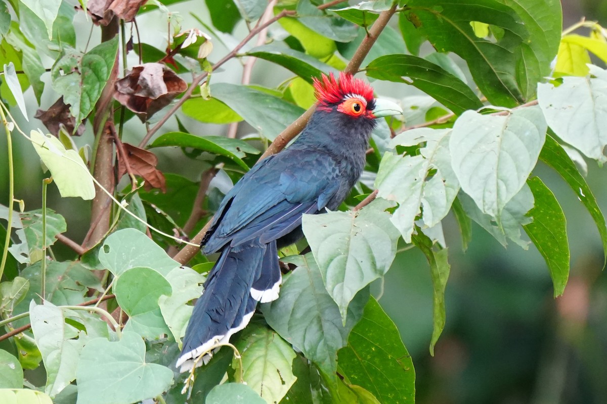 Red-crested Malkoha - ML630842987
