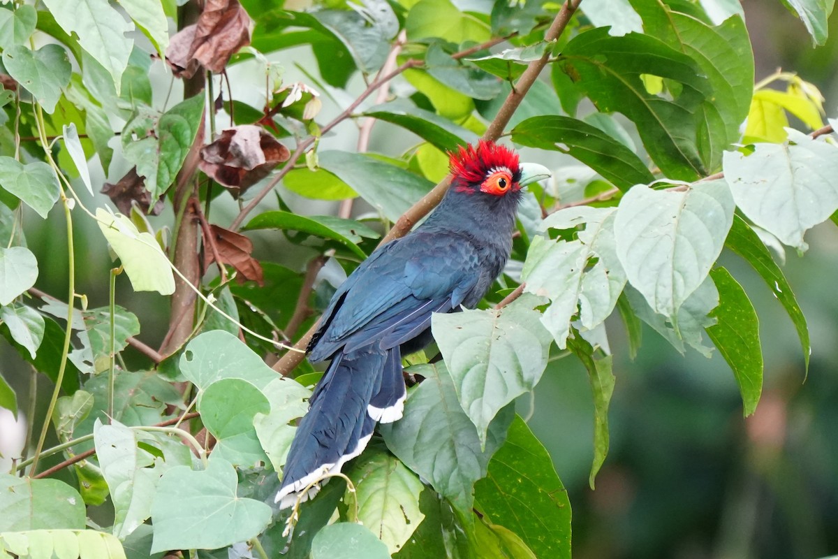 Red-crested Malkoha - ML630842988