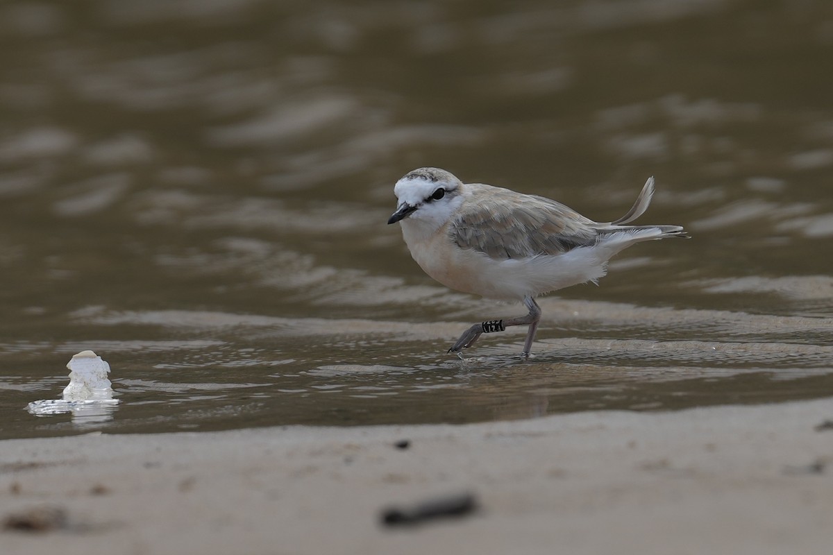 White-fronted Plover - ML630843019