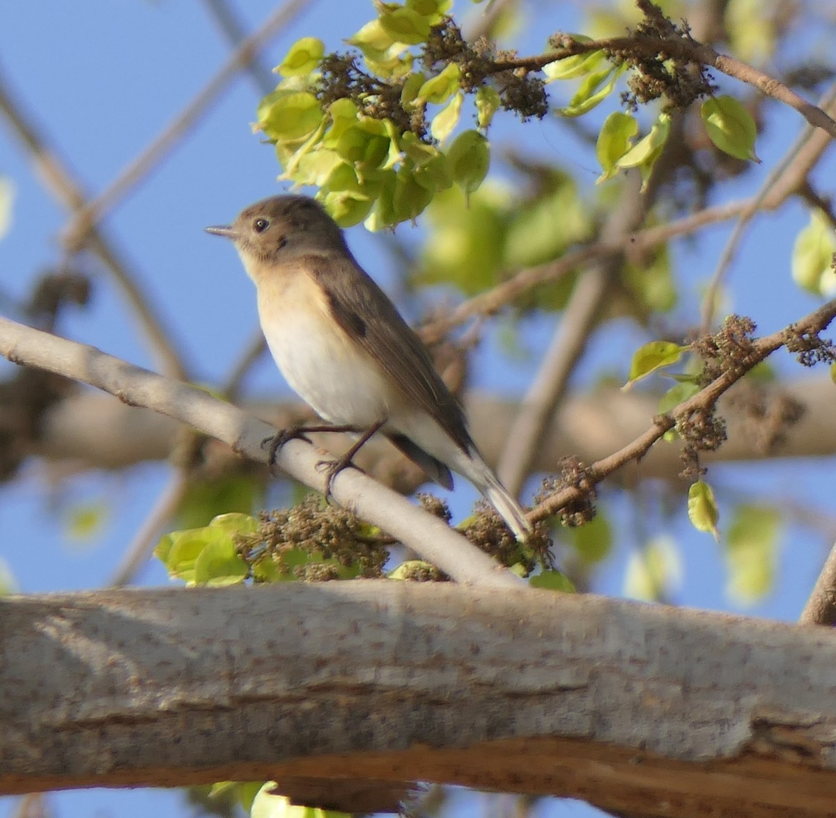 Red-breasted Flycatcher - ML630843075