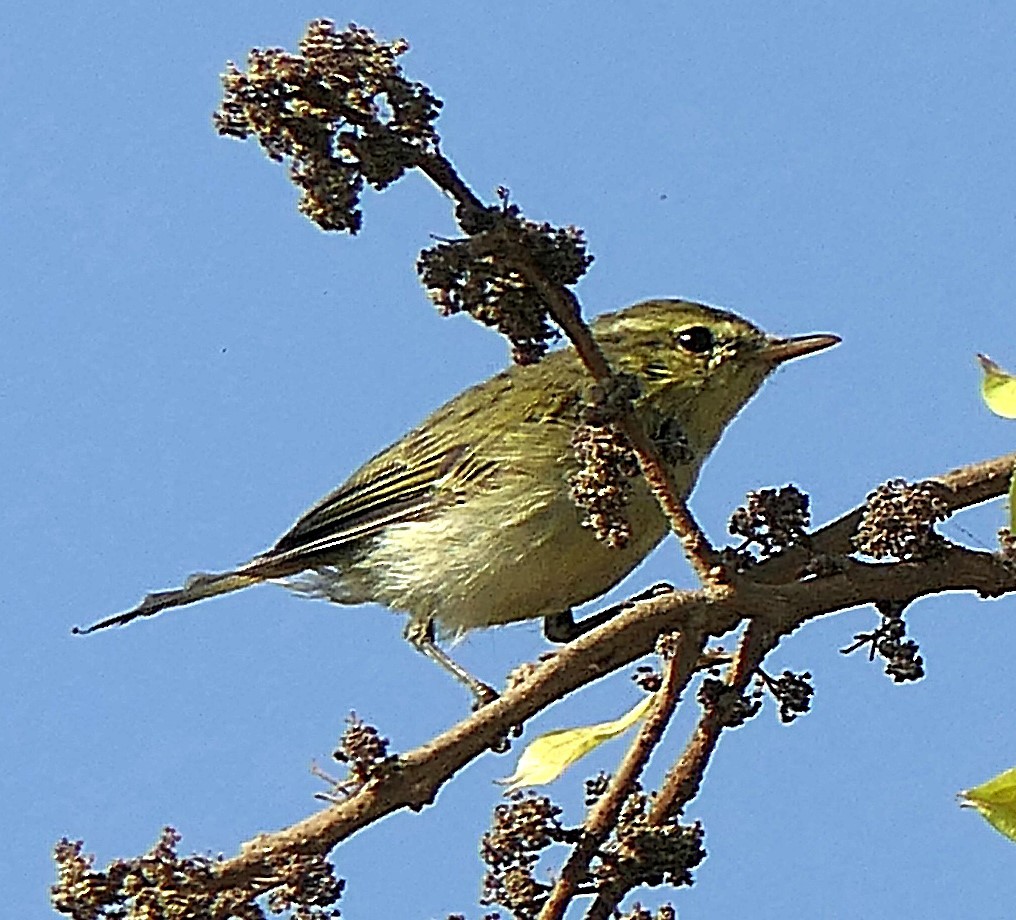 Green Warbler - ML630843099