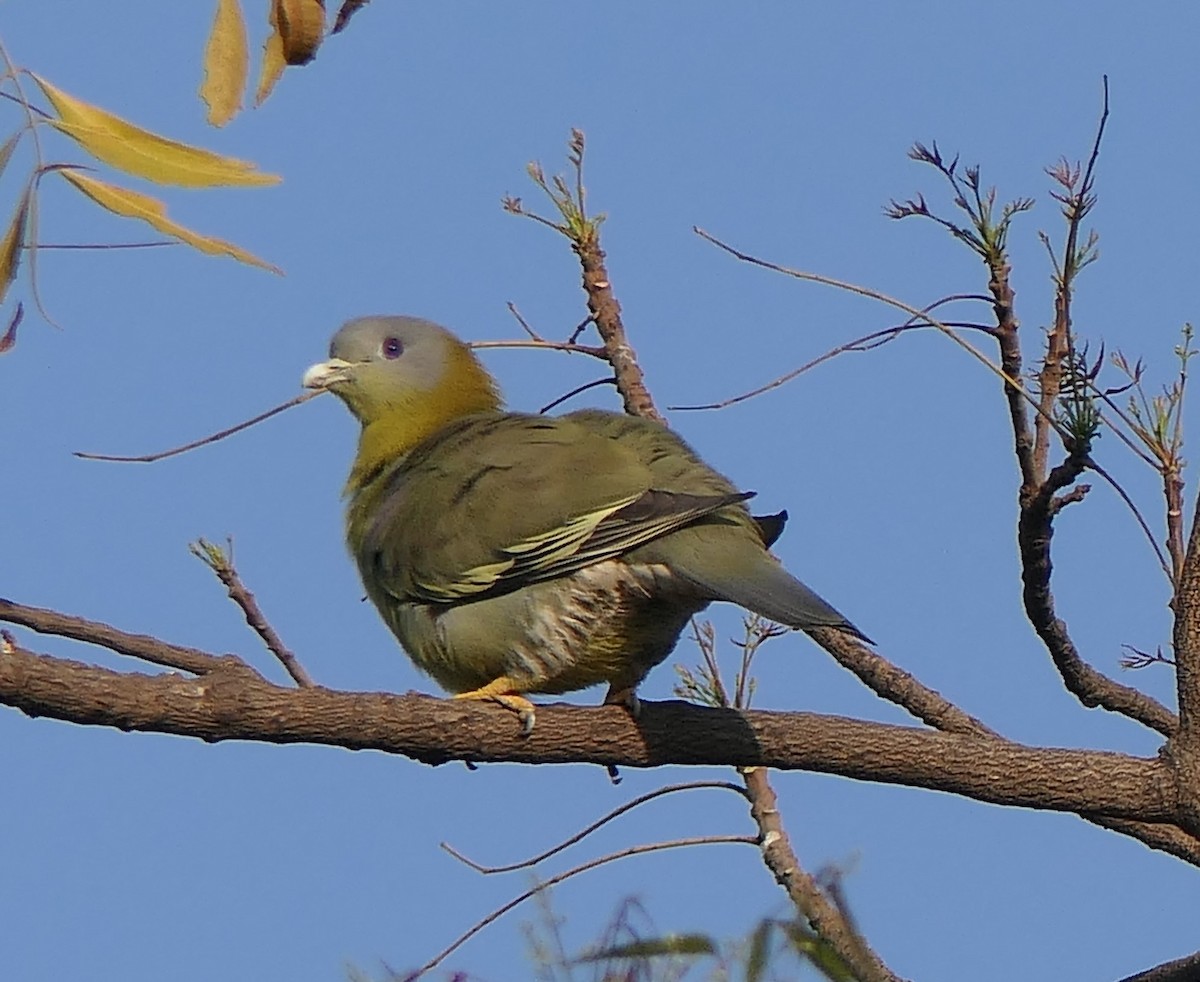 Yellow-footed Green-Pigeon - ML630843293