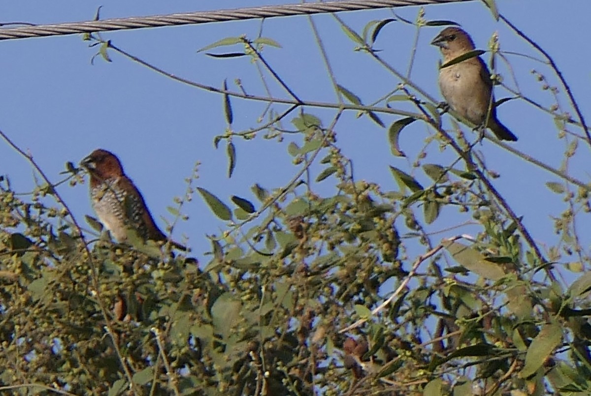 Scaly-breasted Munia - ML630843310