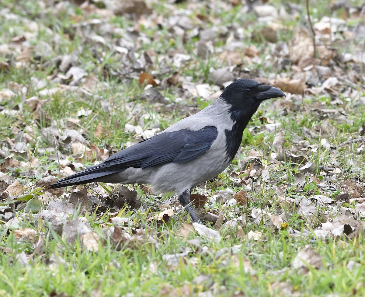 kråke - ML630843346