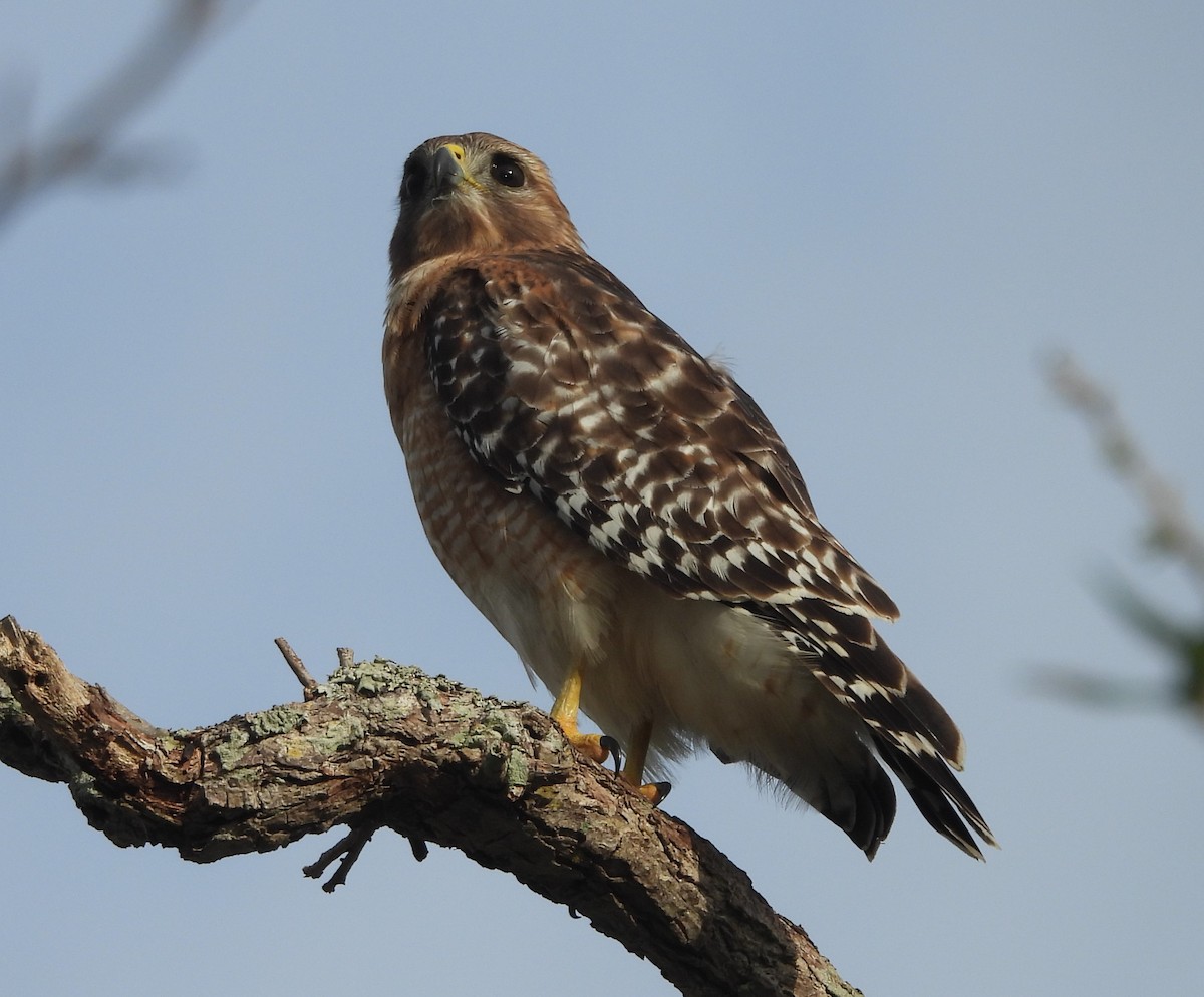 Red-shouldered Hawk - ML630843441