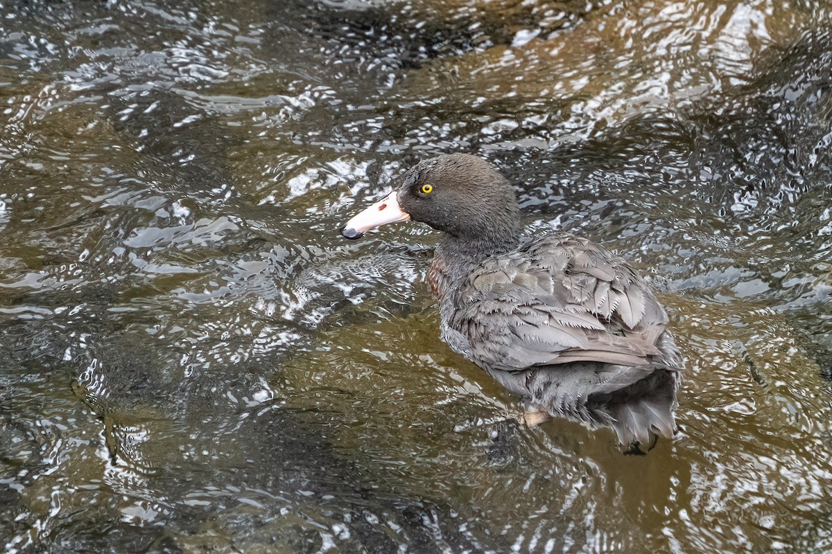Blue Duck - ML630843523